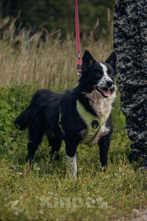 Собаки в Москве: Бордер колли, метис  в добрые руки. Девочка, Бесплатно - фото 2
