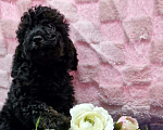 Собаки в Йошкаре-Оле: Мальчишка в окрасе фантом( блек тан) Мальчик, 60 000 руб. - фото 1
