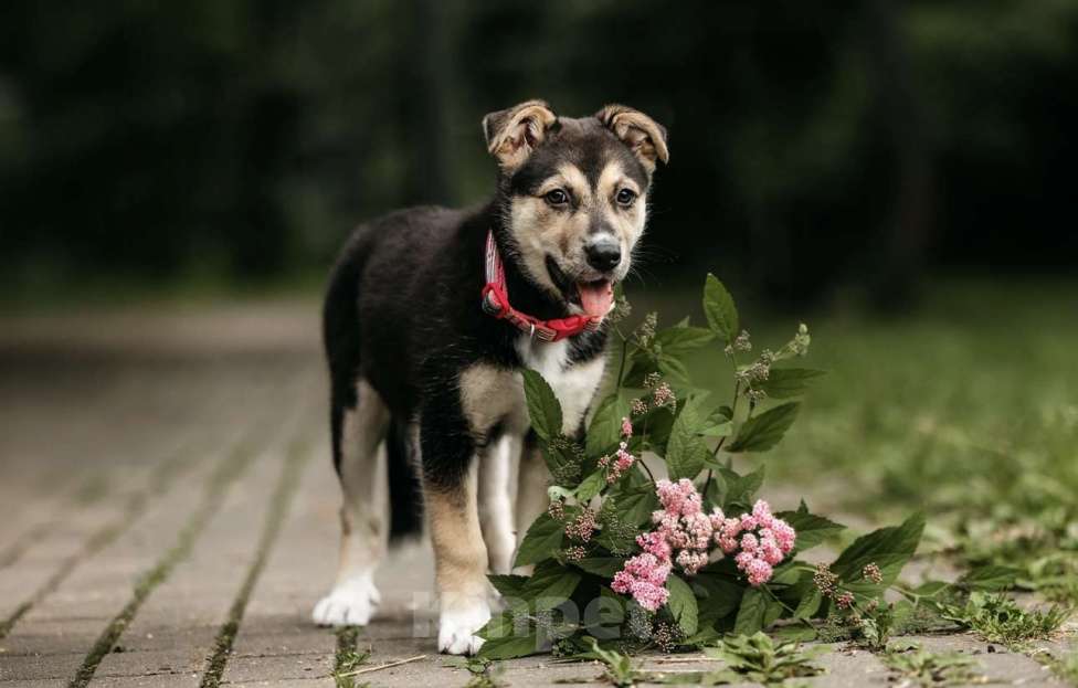 Собаки в Москве: Щенок девочка в добрые руки  Девочка, Бесплатно - фото 5