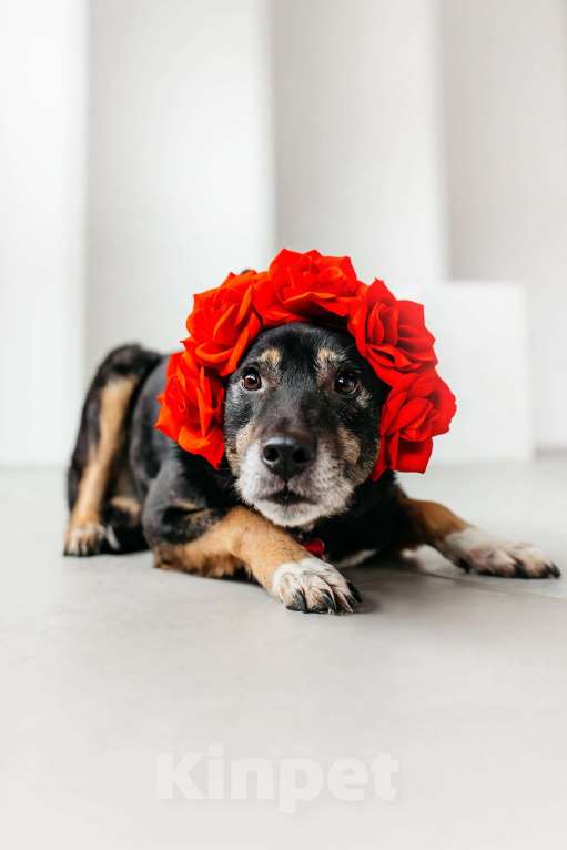 Собаки в Москве: Вега — нежная душа, которая всю свою жизнь провела в приюте Девочка, Бесплатно - фото 2