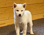 Собаки в Москве: Белые Сиба ину. Ми-ми-мишки. Девочка, 60 000 руб. - фото 6
