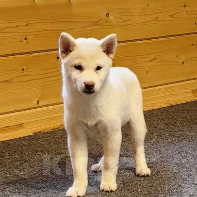 Собаки в Москве: Белые Сиба ину. Ми-ми-мишки. Девочка, 60 000 руб. - фото 6