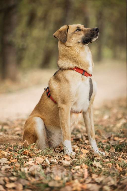 Собаки в Москве: Нанами Девочка, Бесплатно - фото 6