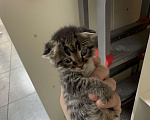 Кошки в Каспийске: Вислоухий котенок Девочка, Бесплатно - фото 1