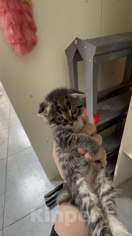 Кошки в Каспийске: Вислоухий котенок Девочка, Бесплатно - фото 1