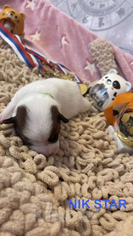 Собаки в Москве: Щенок джек-рассел-терьер от титулованных родителей  Девочка, 40 000 руб. - фото 2