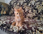 Кошки в Ряжске: Мейн-кун, 20 000 руб. - фото 3