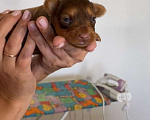 Собаки в Самаре: Щенки  Мальчик, 30 000 руб. - фото 2