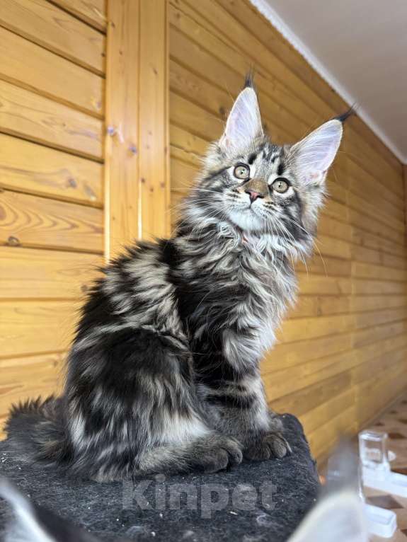 Кошки в Москве: Мейн-кун котенок Мальчик, 60 000 руб. - фото 5