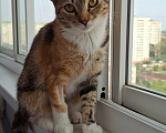 Кошки в Краснодаре: Котёнок Новокузнечная Девочка, 1 руб. - фото 3