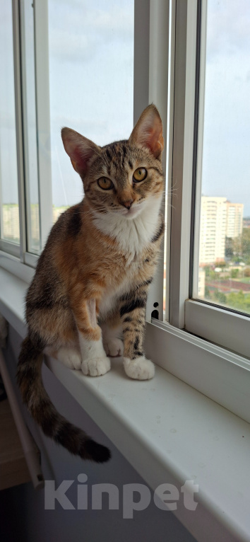 Кошки в Краснодаре: Котёнок Новокузнечная Девочка, 1 руб. - фото 3