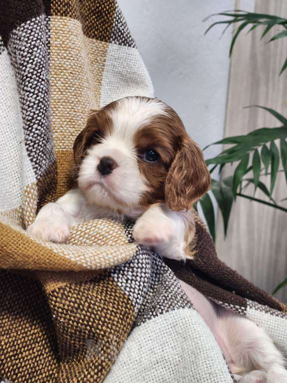 Собаки в Анапе: Желтая лента  Девочка, 110 000 руб. - фото 6