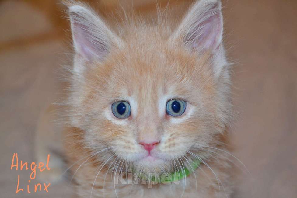 Кошки в Москве: Котик мейн-кун Мальчик, 25 000 руб. - фото 4