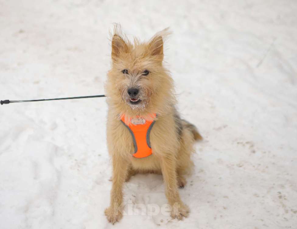 Собаки в Санкт-Петербурге: Среднего размера Кнопка в добрые руки Девочка, Бесплатно - фото 4