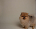 Собаки в Костроме: Померанский шпиц девочка Девочка, 40 000 руб. - фото 3
