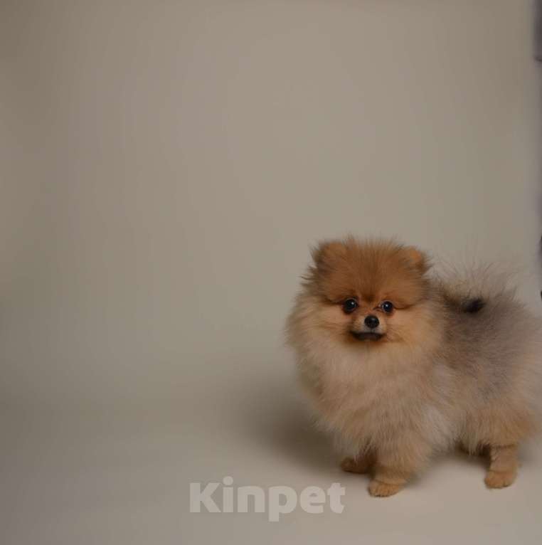 Собаки в Костроме: Померанский шпиц девочка Девочка, 40 000 руб. - фото 3