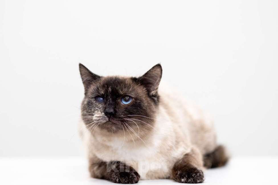 Кошки в Москве: Варвара Девочка, Бесплатно - фото 4