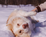 Собаки в Москве: Ищет дом красивый мальчик по кличке Беляшик Мальчик, Бесплатно - фото 8