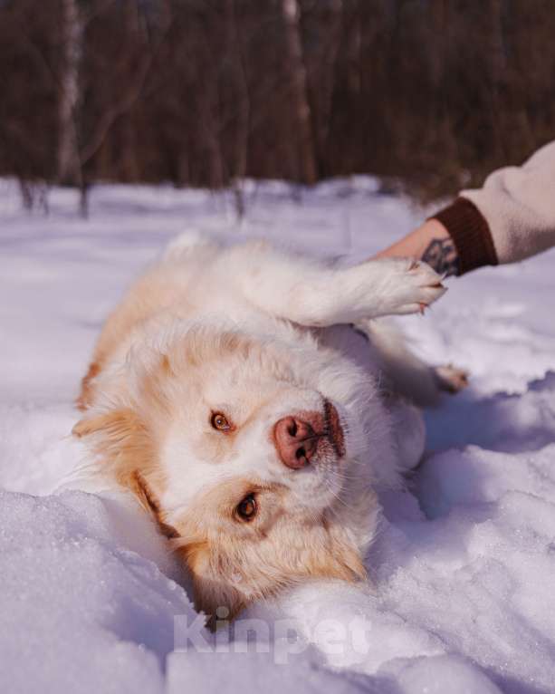 Собаки в Москве: Ищет дом красивый мальчик по кличке Беляшик Мальчик, Бесплатно - фото 8