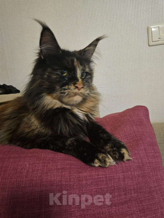 Кошки в Санкт-Петербурге: мейн-кун котёнок Девочка, 20 000 руб. - фото 9