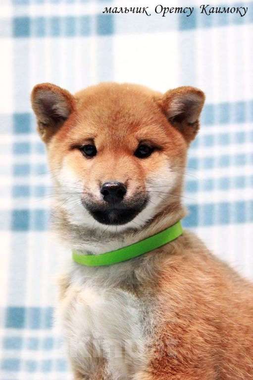 Собаки в Москве: щенки сиба ину (шиба ину) Мальчик, 30 000 руб. - фото 7