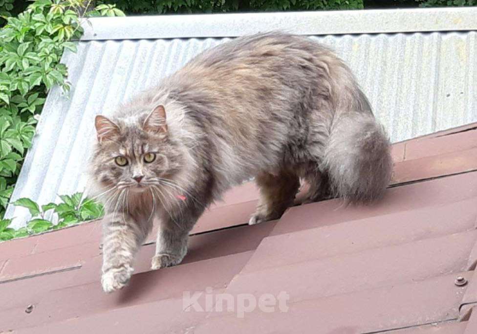 Кошки в Одинцово: Потерялась кошка Девочка, 2 000 руб. - фото 1
