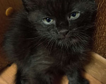 Кошки в Жуковском: Котята Девочка, 1 500 руб. - фото 6