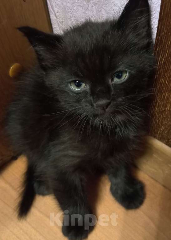 Кошки в Жуковском: Котята Девочка, 1 500 руб. - фото 6