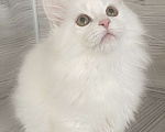 Кошки в Кировске (Мурманская область): little Paws  Мальчик, Бесплатно - фото 2
