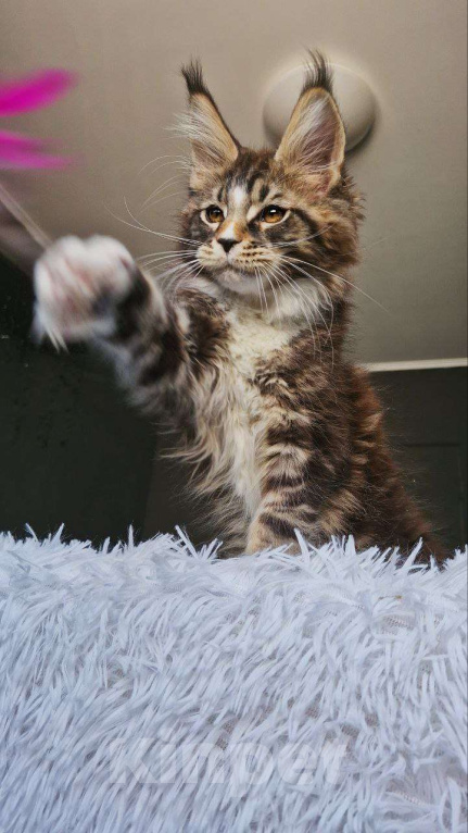 Кошки в Новосибирске: Котенок мейн кун кот  Мальчик, 120 000 руб. - фото 2