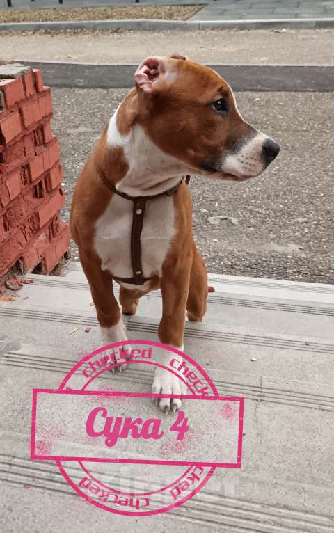 Собаки в Томске: Щенки Американский стафордширский терьер  Девочка, 25 000 руб. - фото 2