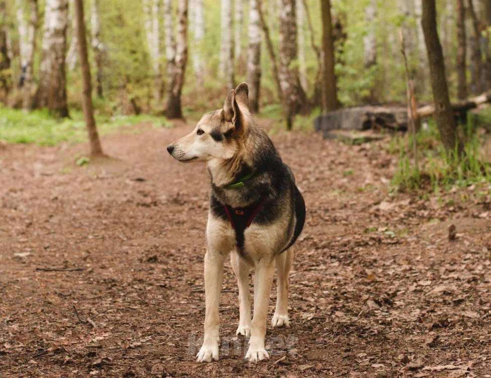 Собаки в Москве: Литен ищет дом Девочка, Бесплатно - фото 4