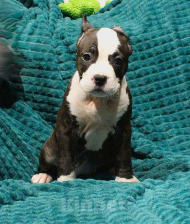 Собаки в других городах Московской области: Девочка американского стаффордширского терьера Девочка, 50 000 руб. - фото 6