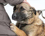 Собаки в Рязани: Небольшая коротколапая собачка Девочка, Бесплатно - фото 2