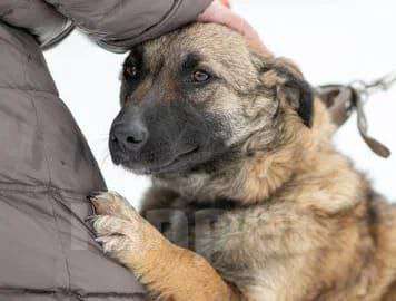 Собаки в Рязани: Небольшая коротколапая собачка Девочка, Бесплатно - фото 2