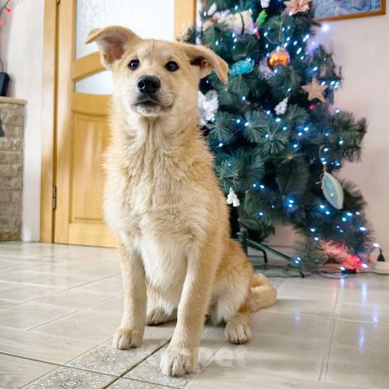 Собаки в Санкт-Петербурге: Щенок девочка в добрые руки! Девочка, Бесплатно - фото 5