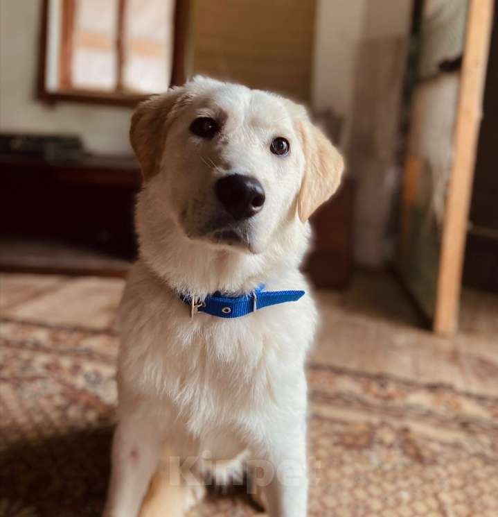 Собаки в других городах Московской области: Дэми якутенок Девочка, Бесплатно - фото 4