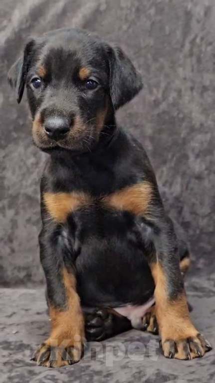 Собаки в Москве: Щенки добермана Девочка, Бесплатно - фото 1