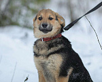 Собаки в Москве: Нежная улыбака грустит в приюте Девочка, Бесплатно - фото 1