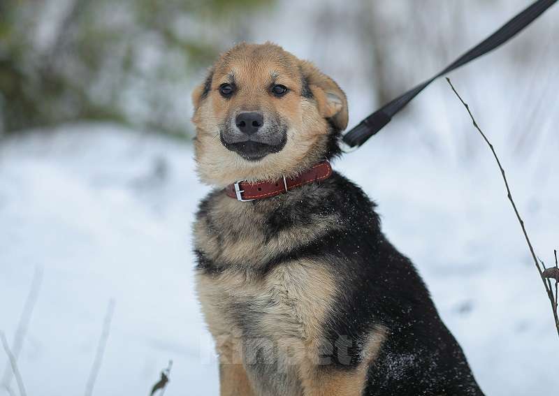 Собаки в Москве: Нежная улыбака грустит в приюте Девочка, Бесплатно - фото 1