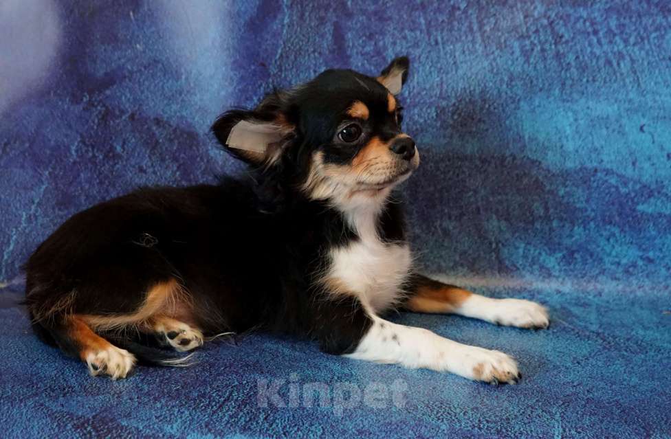 Собаки в Санкт-Петербурге: Давид трехколорный Мальчик, 40 000 руб. - фото 4