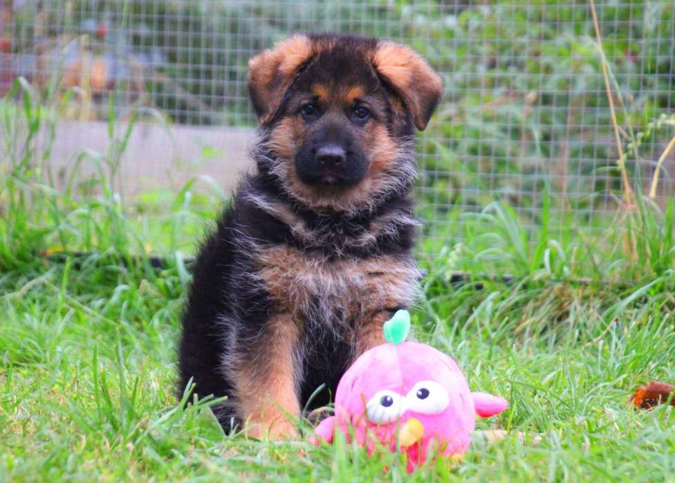 Собаки в других городах Московской области: Щенки Немецкой овчарки РКФ Мальчик, 60 000 руб. - фото 9