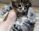 Кошки в Пролетарске: Бронь котят Мейн-Кунят  Мальчик, Бесплатно - фото 8