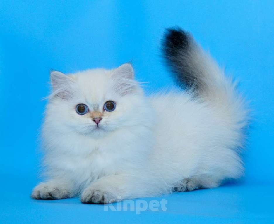 Кошки в Рыбинске: БЛЮЗ Мальчик, 30 000 руб. - фото 1