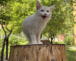 Кошки в Новосибирске: Котик мейн-кун Мальчик, Бесплатно - фото 5