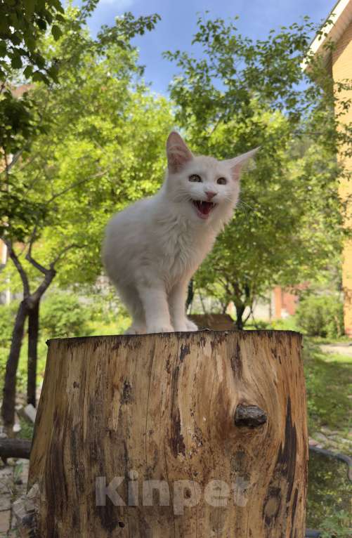 Кошки в Новосибирске: Котик мейн-кун Мальчик, Бесплатно - фото 5