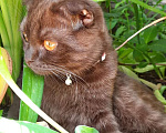 Кошки в Кубинке: Пропала кошка Девочка, 3 000 руб. - фото 2