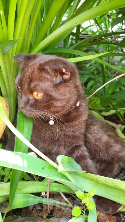 Кошки в Кубинке: Пропала кошка Девочка, 3 000 руб. - фото 2