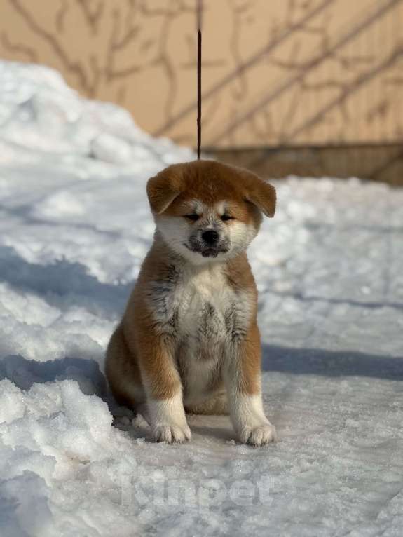 Собаки в Оренбурге: Девочка Акита Девочка, 70 000 руб. - фото 2
