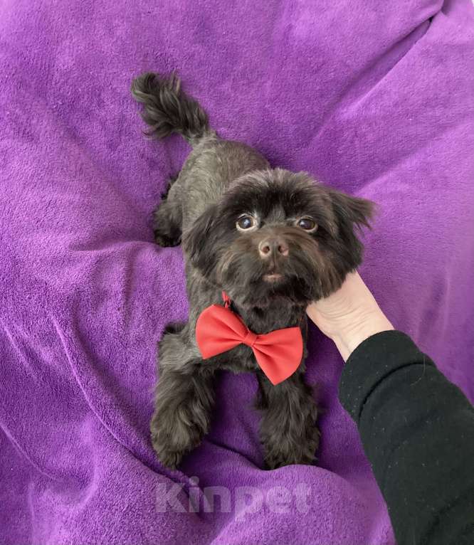 Собаки в Москве: Шоколадный йорк девочка взрослая стандарт Девочка, 50 000 руб. - фото 3